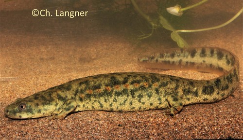 Iberian Ribbed Newt