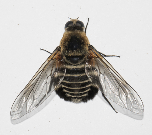 Brachydemia latisoma