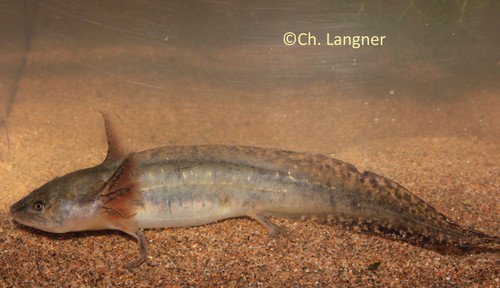 Iberian Ribbed Newt
