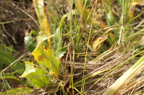 Carex monodynama