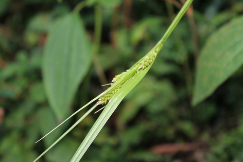 Carex lepida
