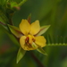 Chamaecrista mimosoides - Photo (c) 小铖smalltown/黄润铖, όλα τα δικαιώματα διατηρούνται