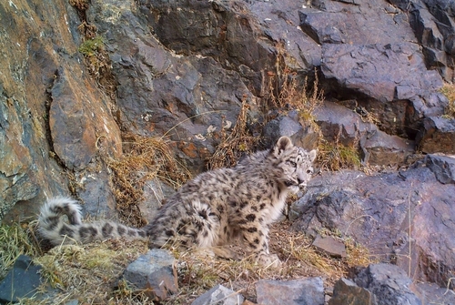 Snow Leopard