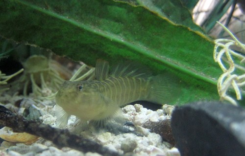 Naked Goby A Field Guide To The Fishes Of Charlotte Harbor Florida INaturalist