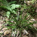 Carex ignota - Photo (c) J. Kevin England, כל הזכויות שמורות, הועלה על ידי J. Kevin England