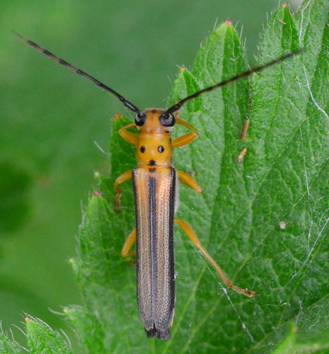 Oberea tripunctata (Swederus, 1787)