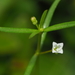 Oldenlandia diffusa - Photo (c) 小铖/Smalltown, todos los derechos reservados, subido por 小铖/Smalltown