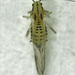 Myzocallis castanicola - Photo (c) Stephen Thorpe, todos los derechos reservados, subido por Stephen Thorpe