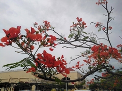 Delonix regia image