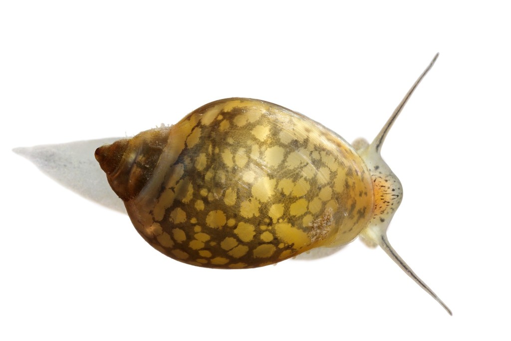 Photos of Acute Bladder Snail (Physa acuta) · iNaturalist