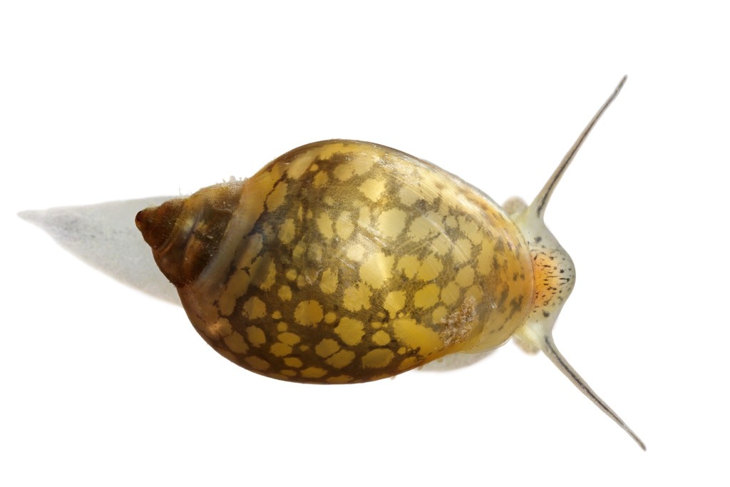 Acuta латынь. Физа Physa fontinalis. Физа пузырчатая. Соstatella acuta. Bladder Snail.