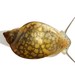 Acute Bladder Snail - Photo (c) Seneca Park Zoo, all rights reserved, uploaded by Seneca Park Zoo
