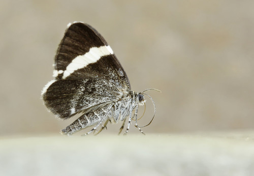 White-striped Black