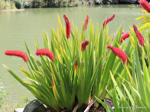 Xeronema callistemon W.R.B.Oliv.