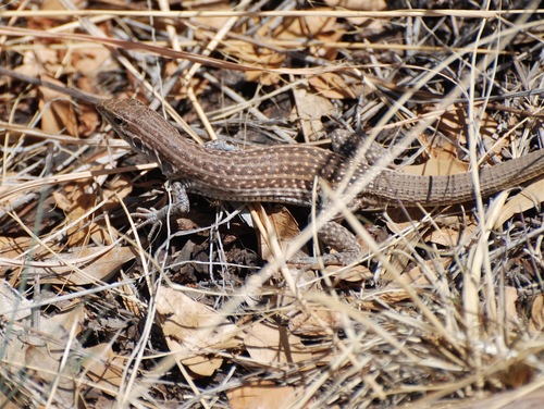 Chihuahuan Spotted Whiptail