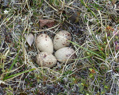 Upland Sandpiper