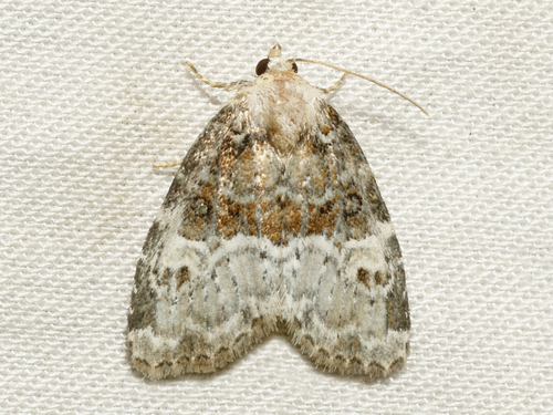 Neoligia crytora Franclemont, 1950