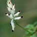 White Ramping-Fumitory - Photo (c) Tig, all rights reserved