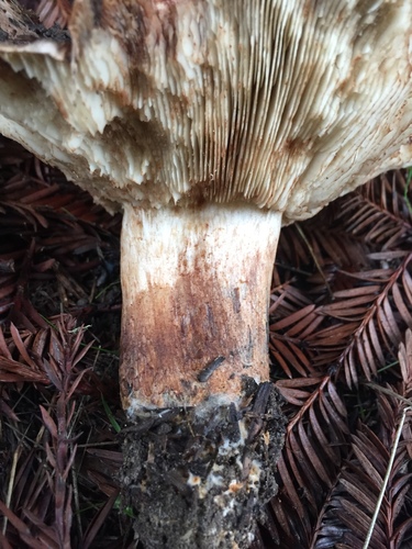 Oak-loving Trich