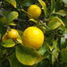 Citrus × limon - Photo (c) Nick Saville, όλα τα δικαιώματα διατηρούνται, uploaded by Nick Saville