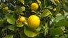 Lemon - Photo (c) Nick Saville, all rights reserved, uploaded by Nick Saville