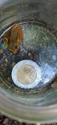 Sumichrast's Tree Frog