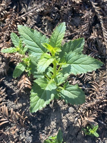 California Figwort seedling