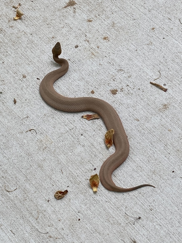 Copperhead (Agkistrodon contortrix)