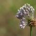 Allium vineale - Photo (c) Eric Hunt，保留所有權利