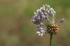 Allium vineale - Photo (c) Eric Hunt, all rights reserved