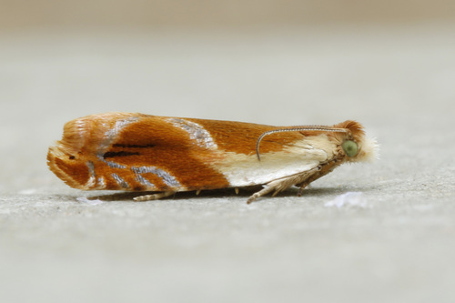 Ancylis mira
