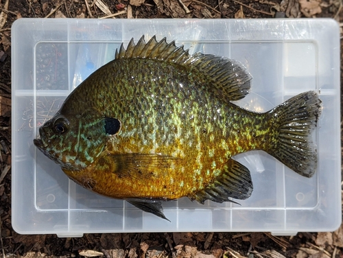 Pumpkinseed × Bluegill