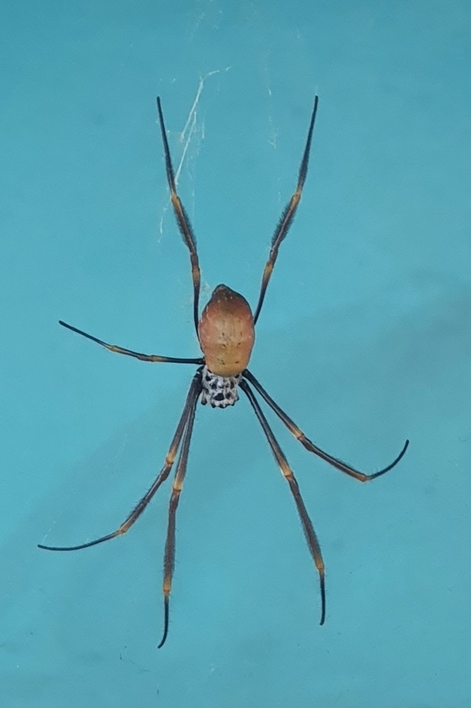 Tiger Spider from Brisbane City QLD 4000, Australia on May 18, 2021 at