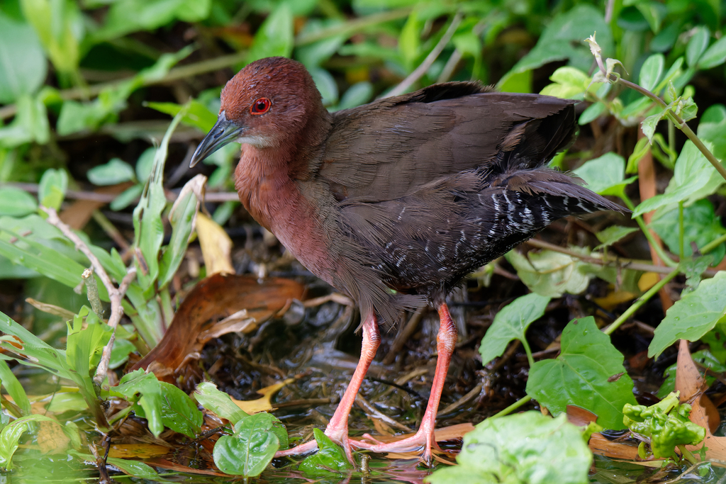 Ruddy Crake photo