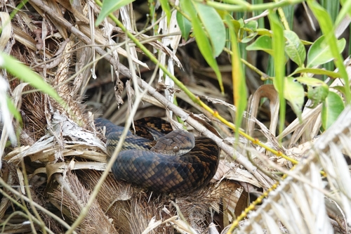 Australian Scrub Python sighting