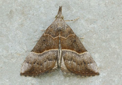 Hypena eductalis Walker