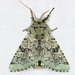 Major Sallow - Photo (c) Michael H. King, all rights reserved