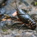 Yarra Spiny Crayfish - Photo (c) Henning, all rights reserved, uploaded by Henning