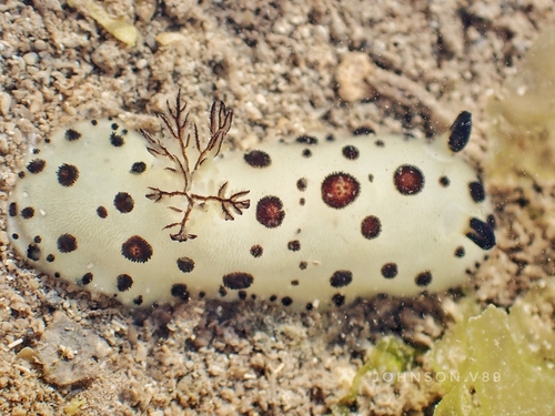 Mourning Dorid