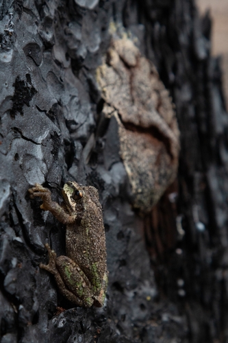 iNaturalist observation photo of Pacific chorus frog