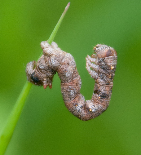 Feathered Thorn