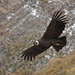 Andean Condor - Photo (c) Valentín Gonzalez Feltrup, all rights reserved, uploaded by Valentín Gonzalez Feltrup