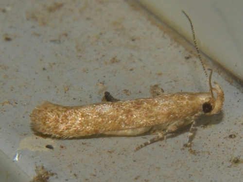 Tobacco Stemborer (Scrobipalpa aptatella) · iNaturalist