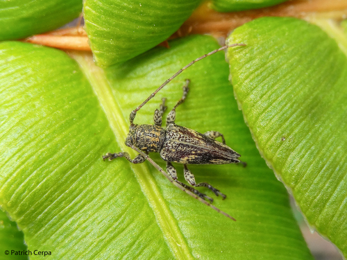 Aconopteroides laevipennis