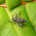 Aconopteroides laevipennis - Photo 由 Patrich Cerpa 所上傳的 (c) Patrich Cerpa，保留所有權利