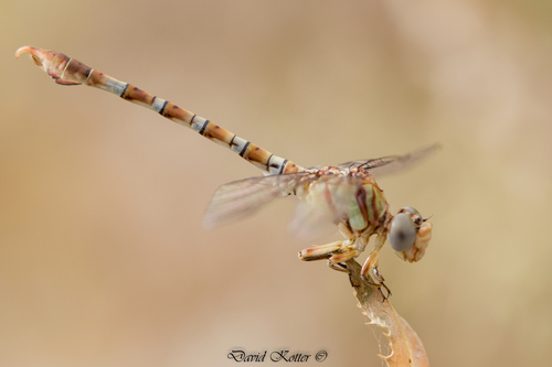 Common Hooktail