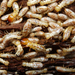 Andes Dampwood Termite - Photo (c) Patrich Cerpa, all rights reserved, uploaded by Patrich Cerpa