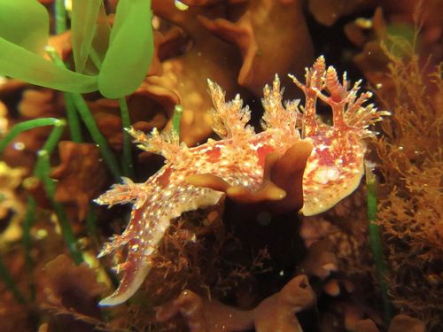 Bushy-backed Nudibranch