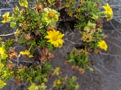 Scalesia pedunculata image