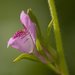 Misopates orontium - Photo (c) Tig，保留所有權利